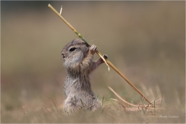 <p>SYSEL OBECNÝ (Spermophilus citellus) --- /European ground squirrel - Europäisches Ziesel/</p>